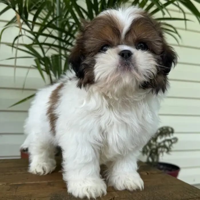 Shih Tzu puppies near me