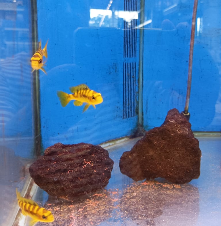 Weird and wonderful fish