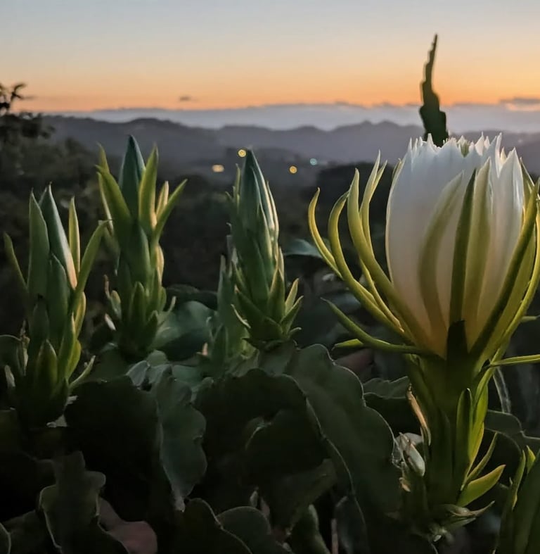 Dragonfruit flowers just opening upwards as evening approaches