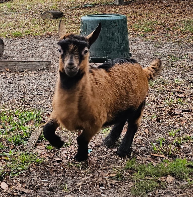 Oberhasli goat kid running fast