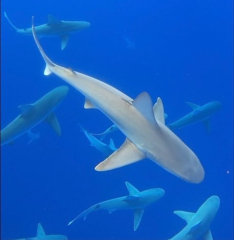 Shark Snorkeling North Shore O'ahu