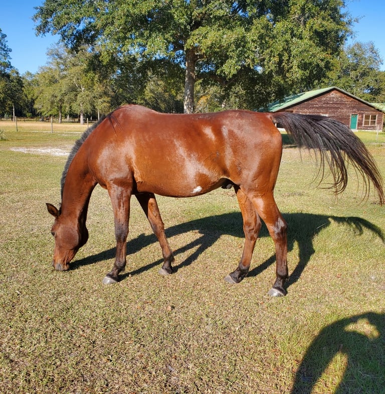 Grazing bay arabian gelding shining in the sunlight