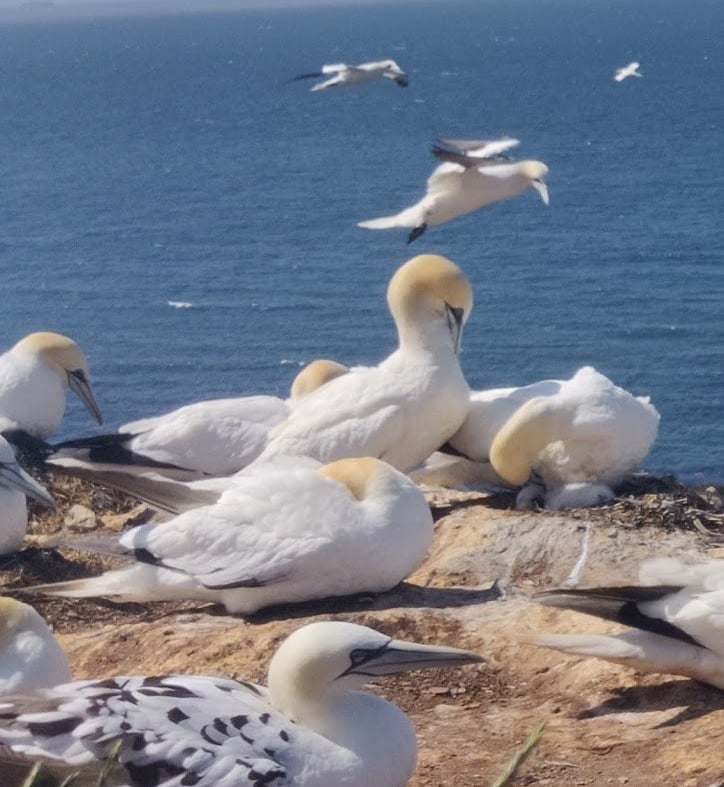 La faune sur les îles Helgoland au Nord de l'Allemagne