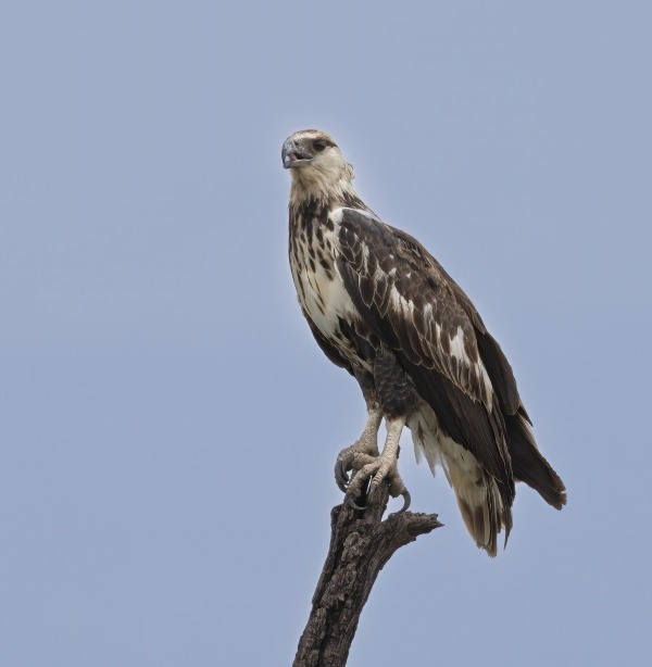 Juvenile osprey perched on branch in Gambia