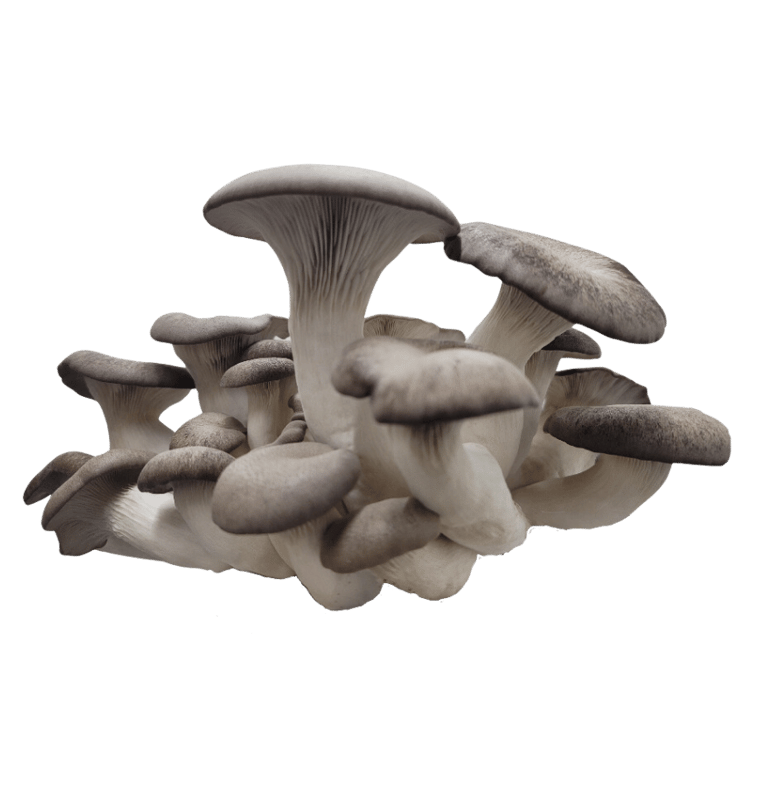 local mushrooms morel black pearl king lions mane tulsa nearby farm