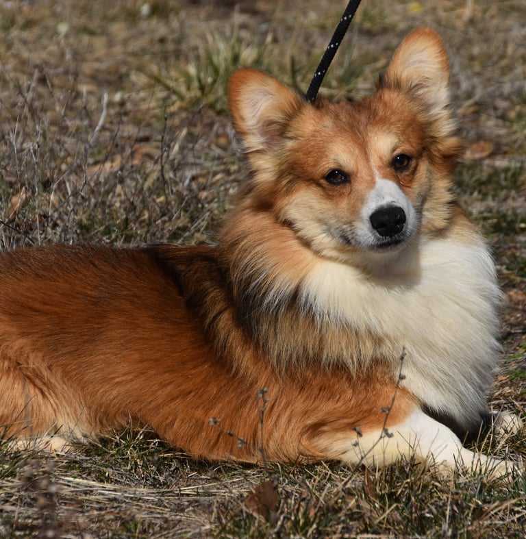 corgi breeder in missouri