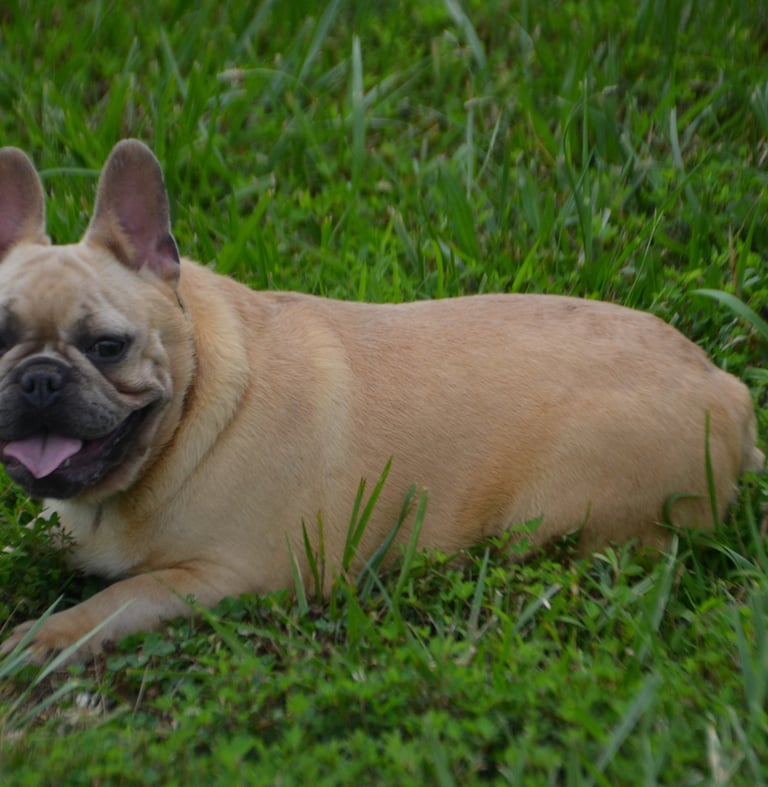 french bulldog breeder in missouri