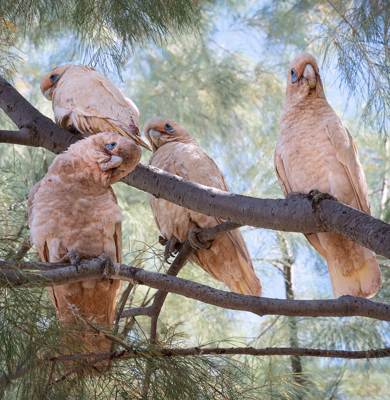 Curious Corellas
