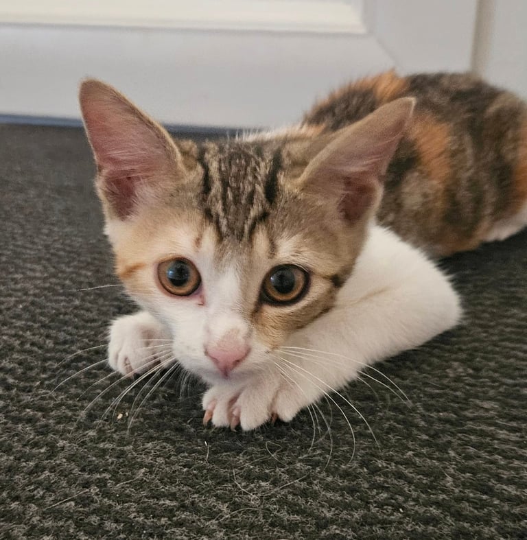 Adoption chaton AZALEE-1