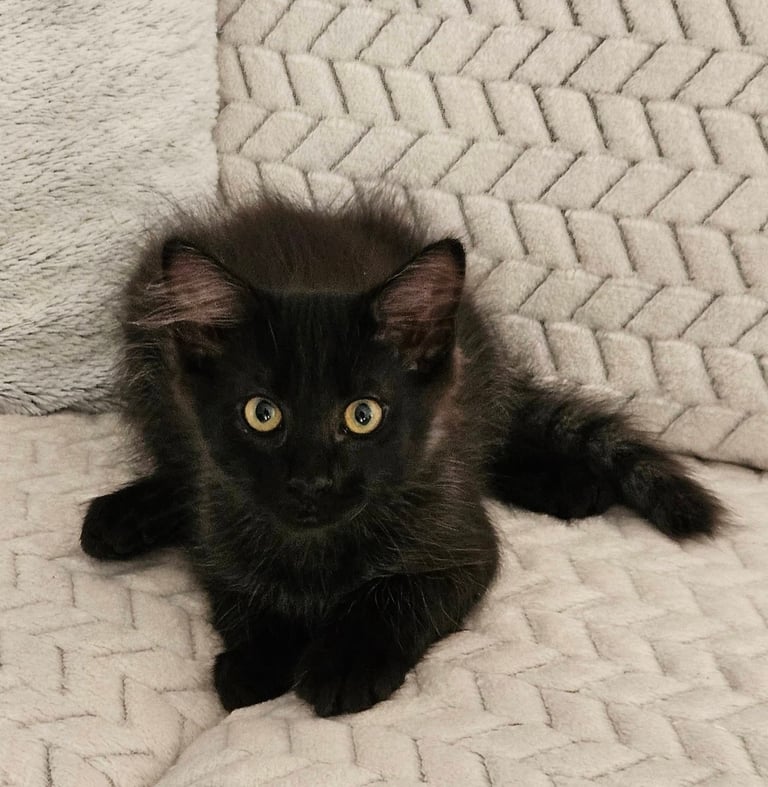 Adoption chaton ALOE-1