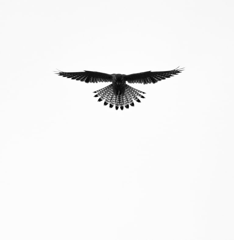 Greifvogel im Flug – Beispiel aus der Masterclass Tierfotografie Basel.