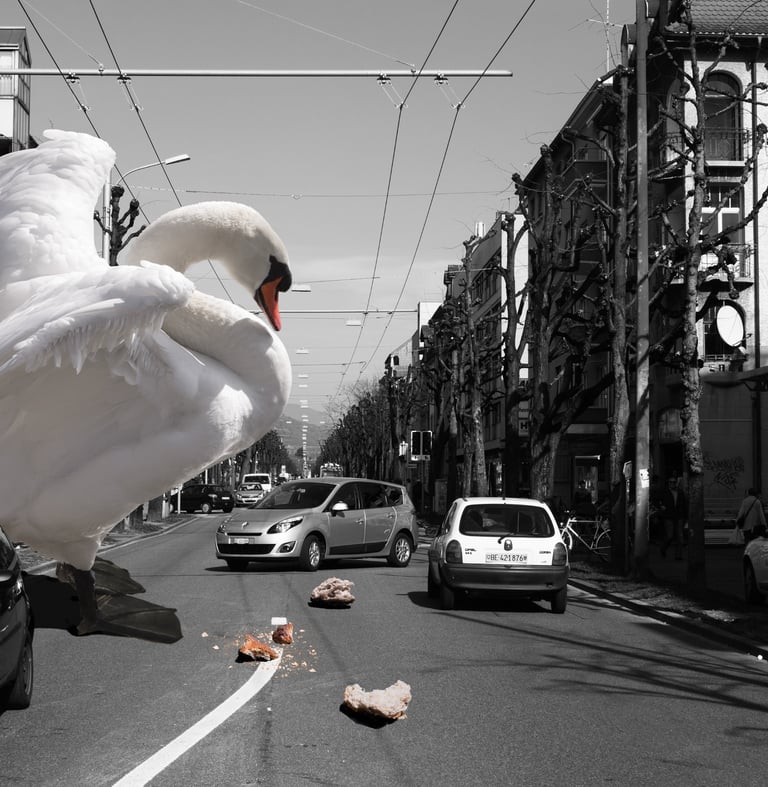 Fotomontage mit Schwan in der Stadt – Beispiel aus dem Kurs Photoshop Composing Basel.