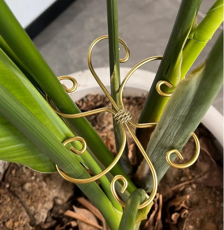 Gold iron plant stem support clips used to stabilize Monstera and other indoor climbing plants