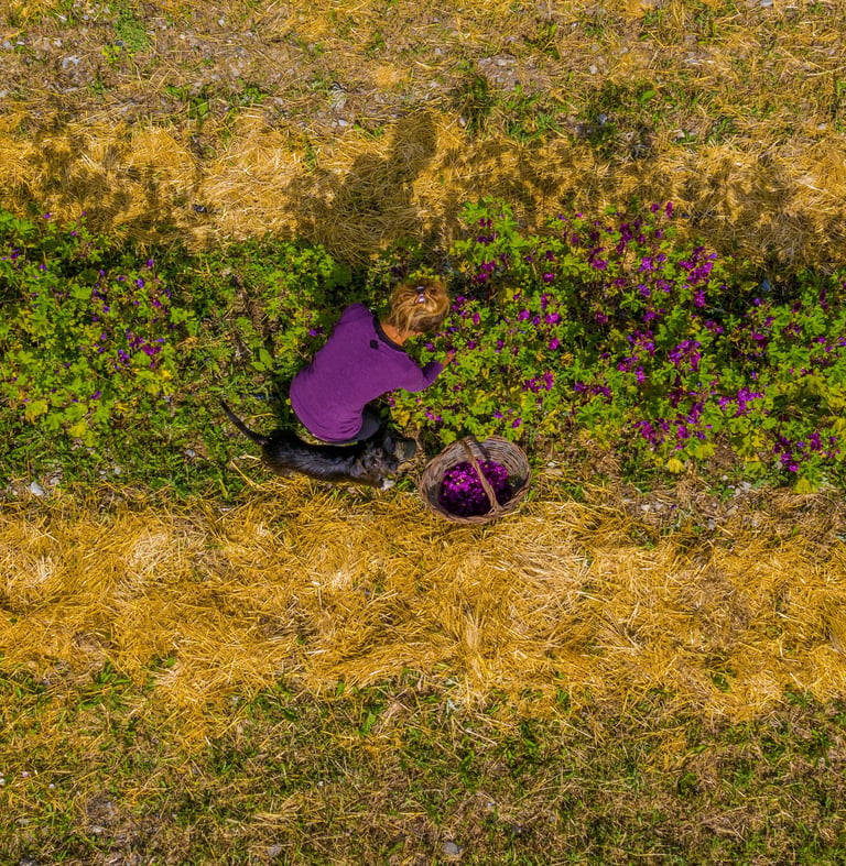 lherbe-sous-le-pied-plantes-aromatiques