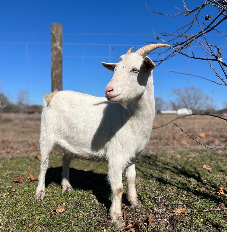 Houston petting zoo rental