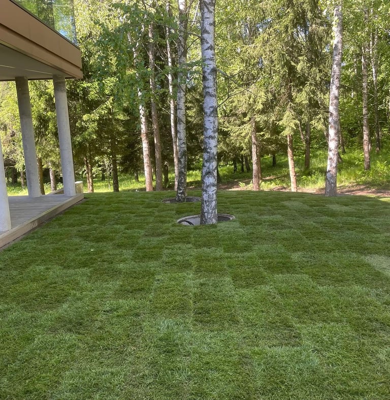 įrengta žalia veja prie modernaus namo ruloninės vejos įrengimas privačiame sklype sėjamos vejos