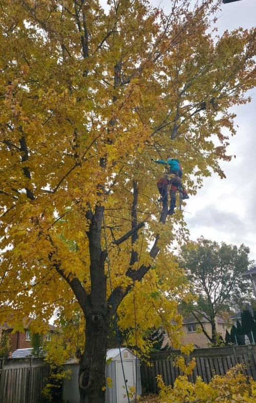 Professional arborist climbing a large yellow maple tree for autumn pruning and maintenance.