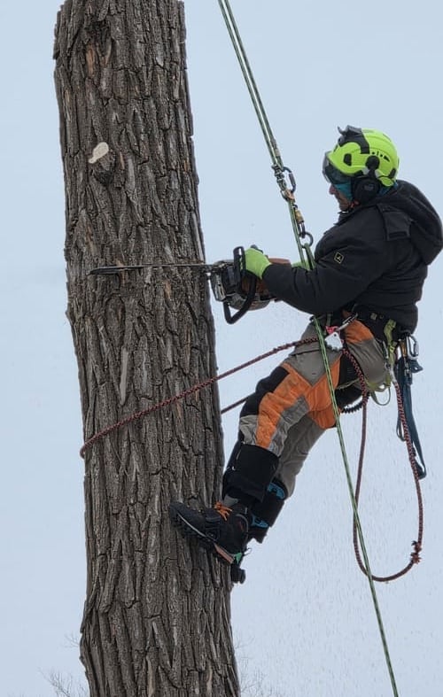 Professional arborist using a chainsaw while tree climbing to safely remove a section of a tall tree trunk.