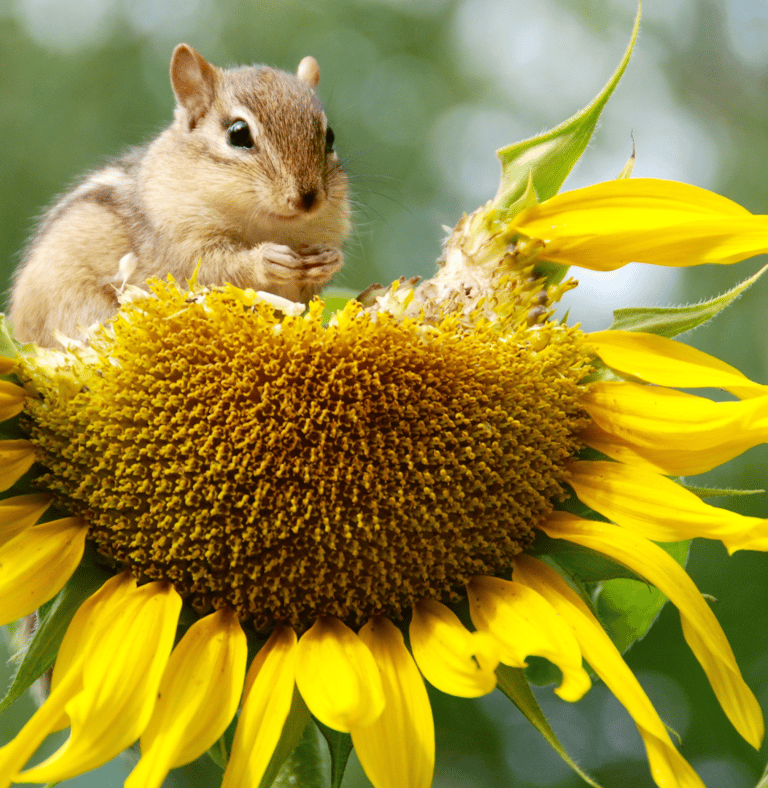 squirrel eating a sunflower. 