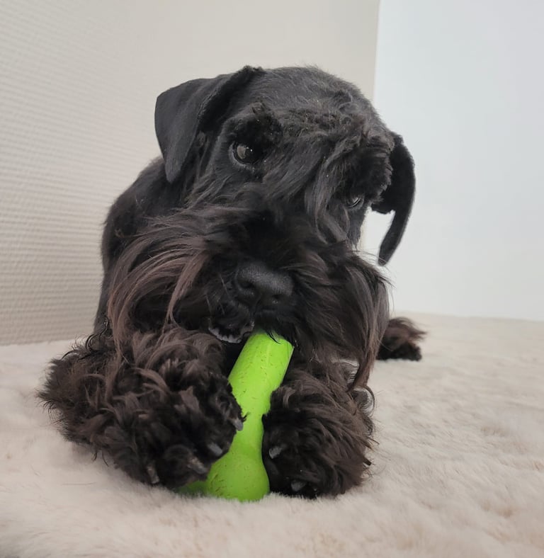 Femelle Schnauzer miniature