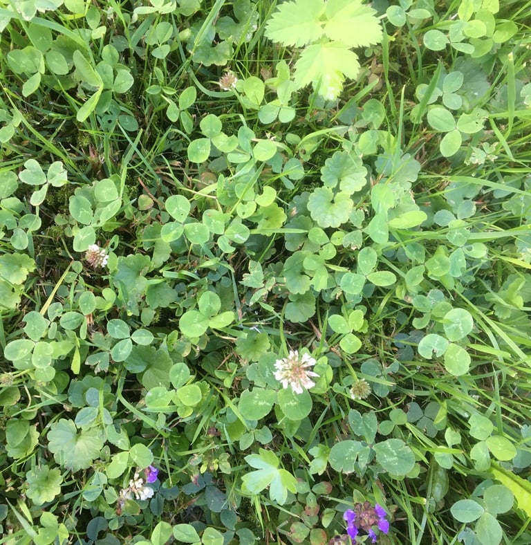 Essbares Unkraut im Garten