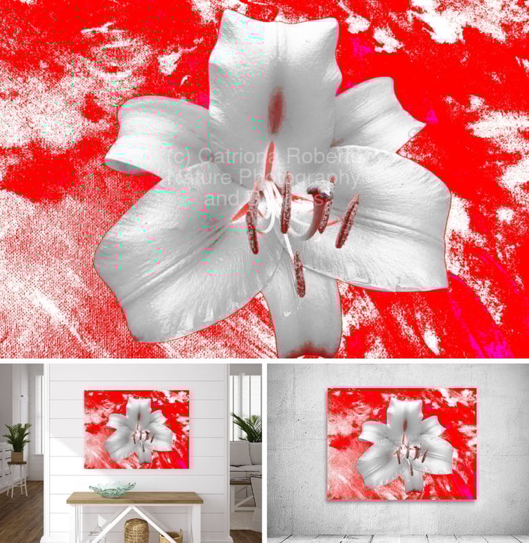Digitally enhanced Lily Flower on an abstract background.