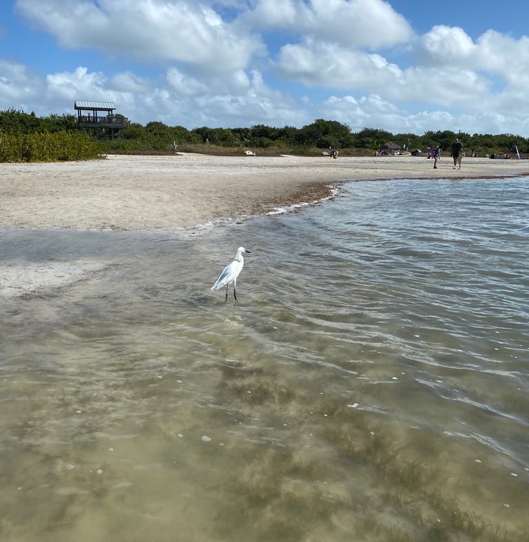 Herons on Tiger Tale Beach