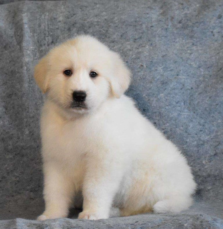 Great Pyrenees Puppies for Sale 