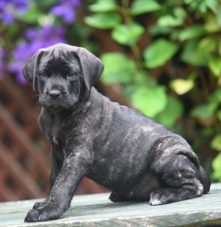 English Mastiff Puppies for Sale