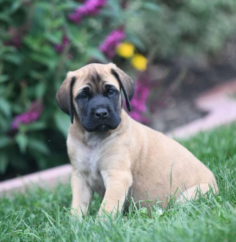 English Mastiff Puppies for Sale