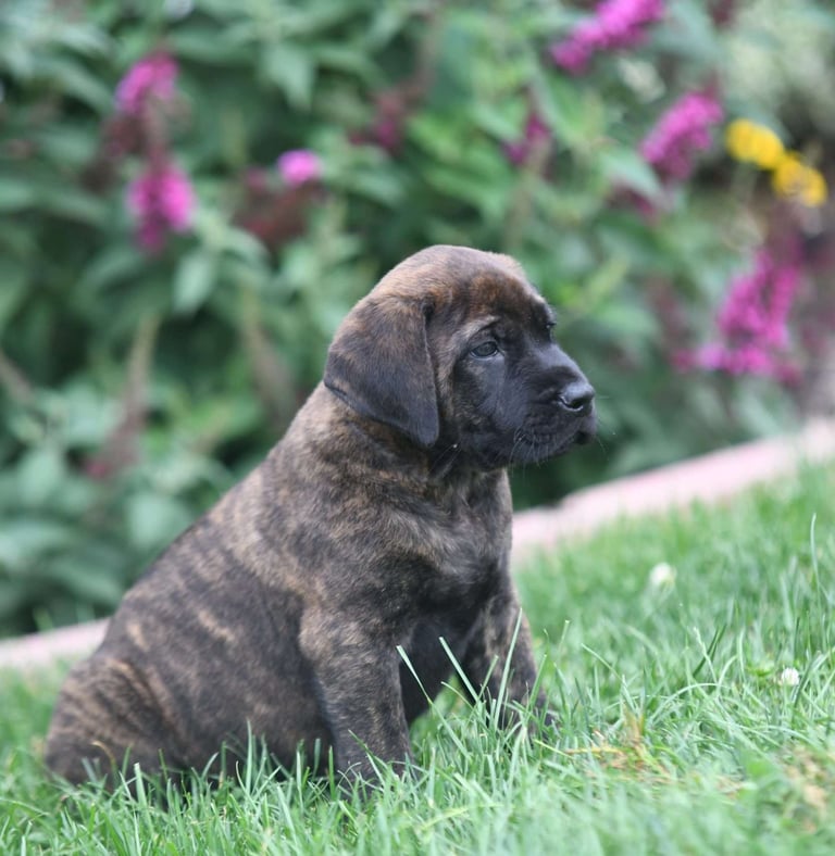 English Mastiff Puppies for Sale
