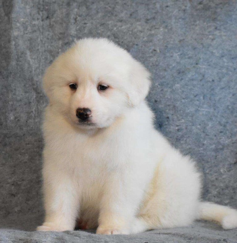 Great Pyrenees Puppies for Sale 