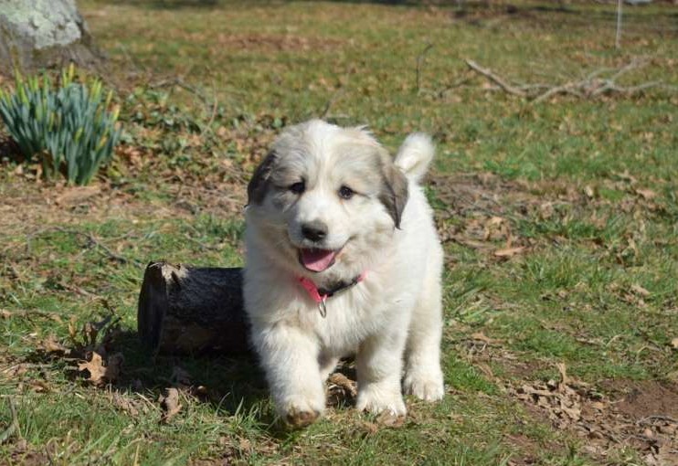 Great Pyrenees Puppies for Sale 