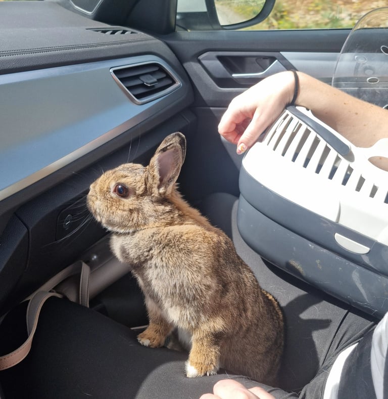 a rabbit rabbit in a car looking outside