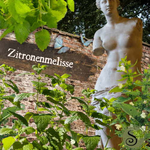 Zitronenmelisse in der TEM