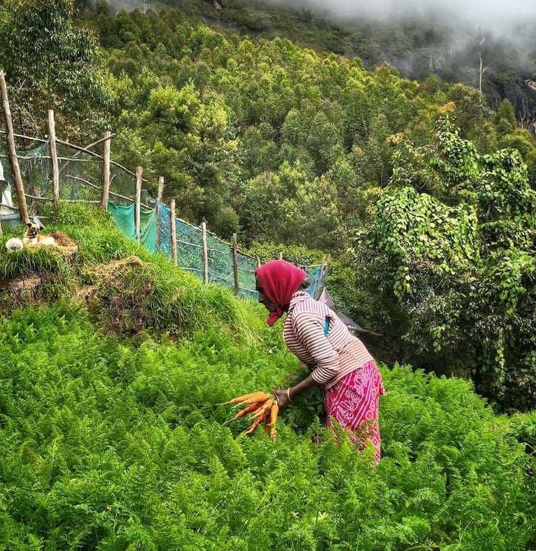 Carrot farmer at Poondi