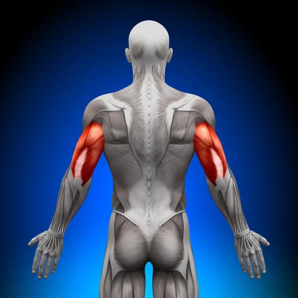 muscle triceps anatomie extension coude