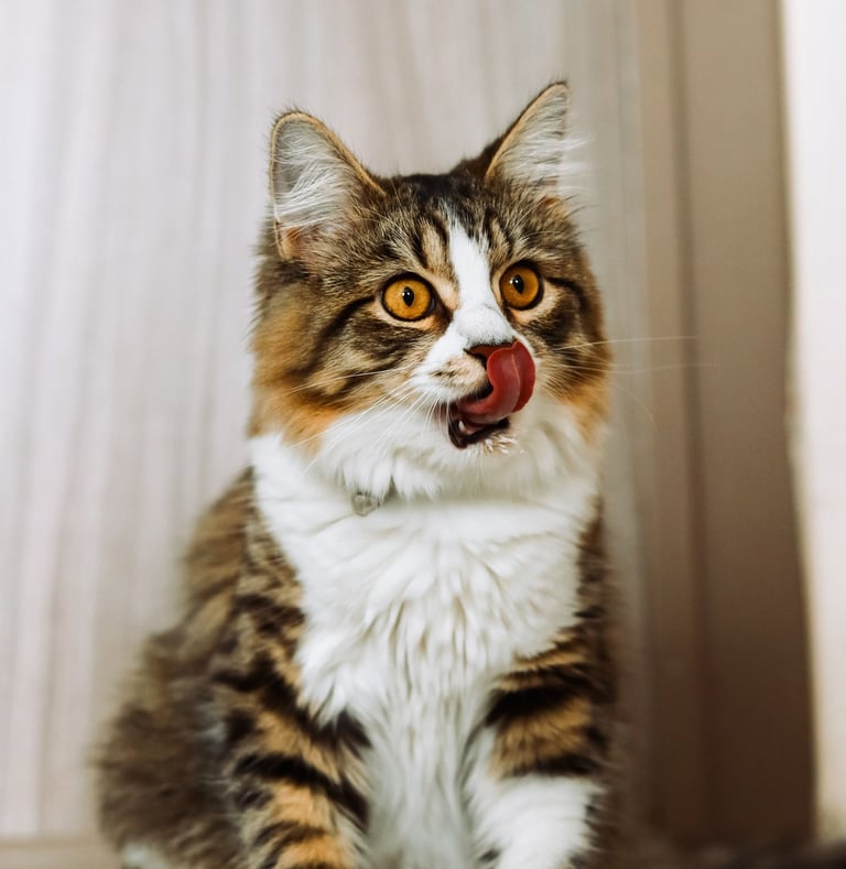 A fluffy brown and orange cat sitting and licking its nose.