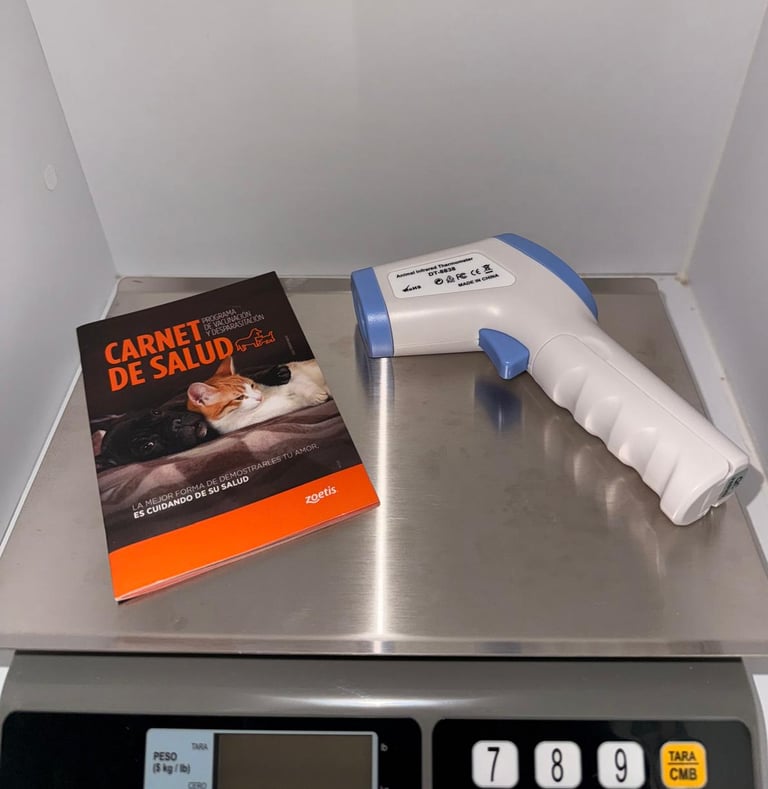 gato bengali en venta