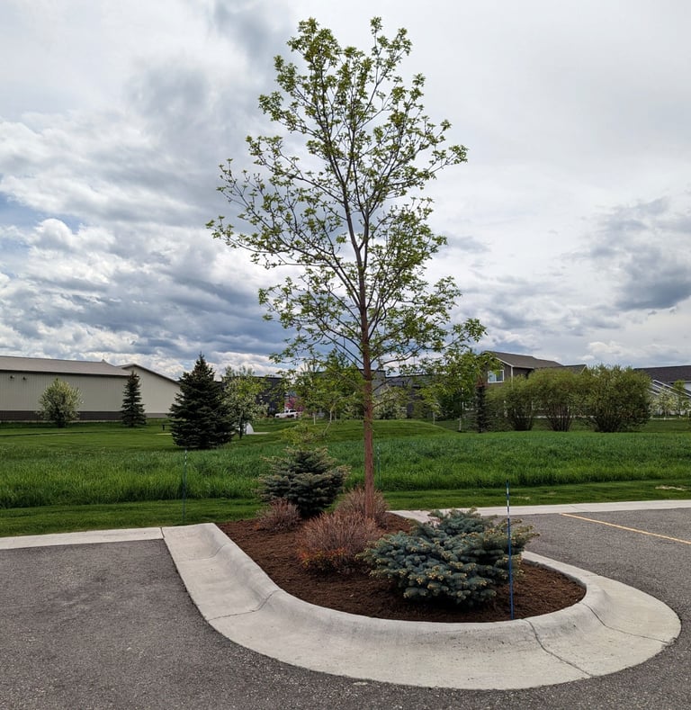 landscaping in a parking island