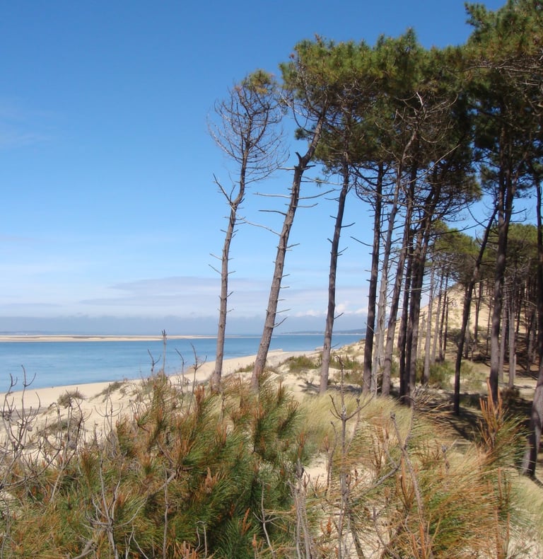 pins des landes pycnogenol