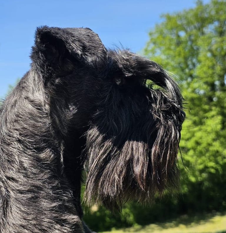Tara, femelle Schnauzer miniature