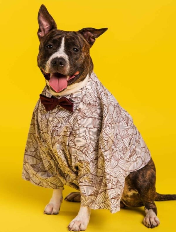 Perrito con blusa y moño
