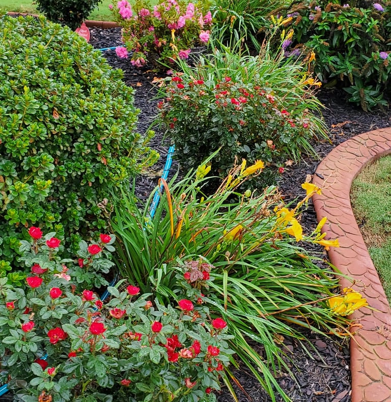 Close up view of mini knockout roses, yellow daylilies and azaleas.