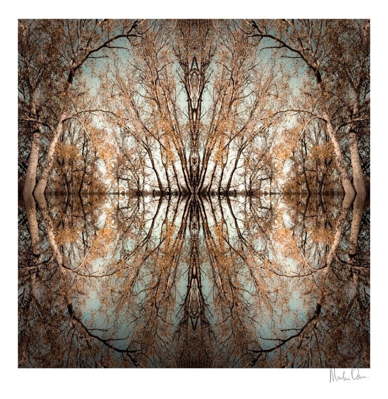 Abstract photographic collage of forest trees mirrored into a symmetrical island with layered branches and reflections