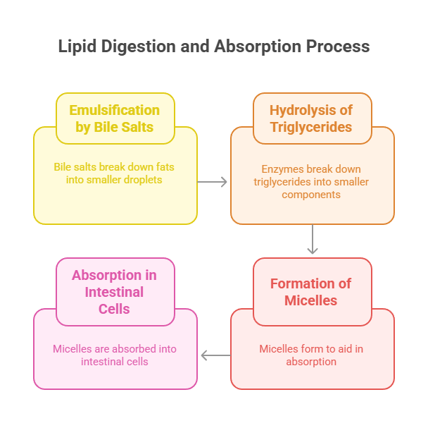 Lipid digestion & absorption process