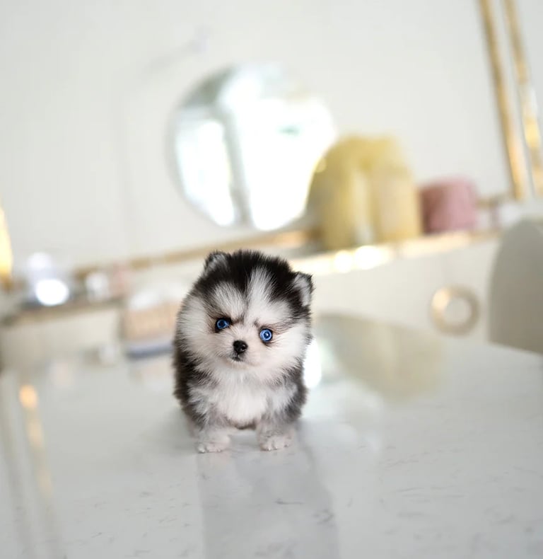 Pomsky Puppies for Sale