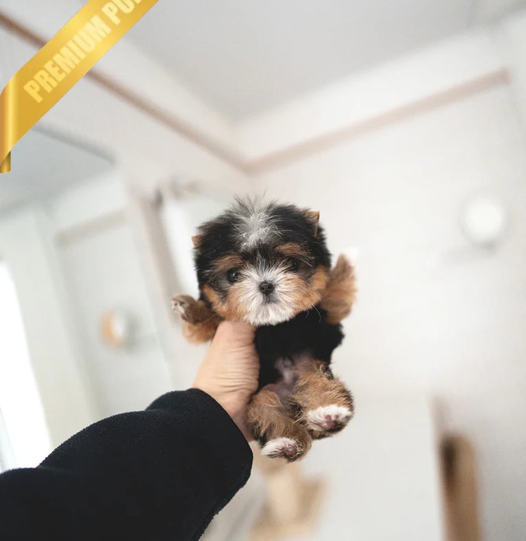 Morkie Puppies for Sale 