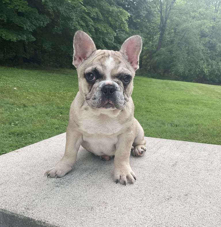 French Bulldog Puppies for Sale