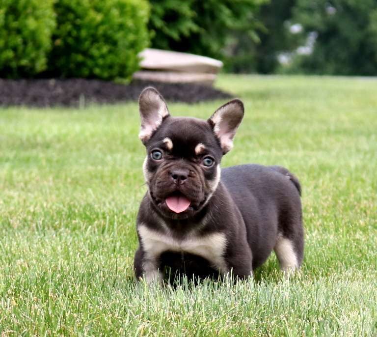 French Bulldog Puppies for Sale